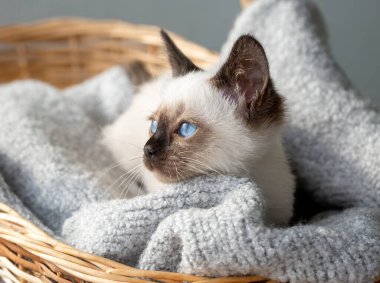 Cute kitten siamese cat indoor