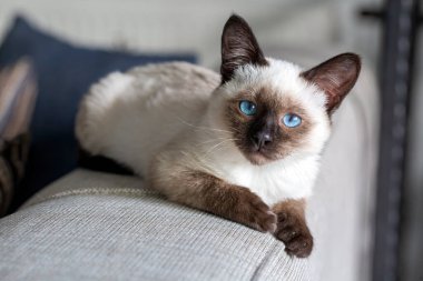 Cute kitten siamese cat indoor