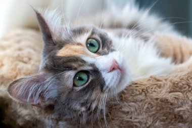 Pet animal; cute calico cat