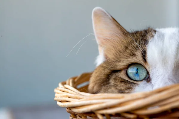 Pet Animal Blue Eyed Cat — Foto de Stock