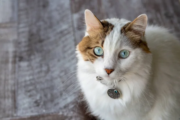 Pet Animal Blue Eyed Cat — Stock fotografie
