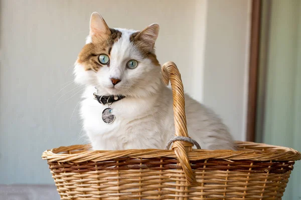 Pet Animal Blue Eyed Cat — Foto de Stock