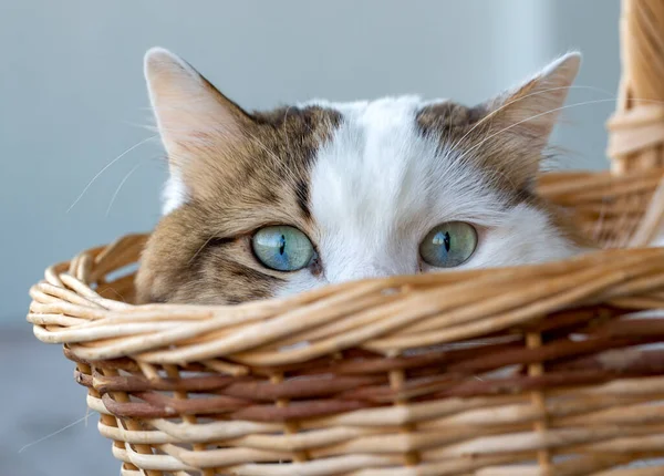 Pet Animal Blue Eyed Cat — Foto de Stock