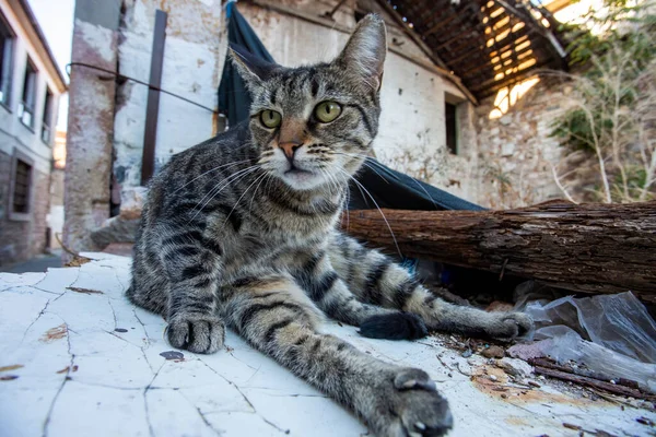 Cute Tabby Stray Cat — Foto de Stock