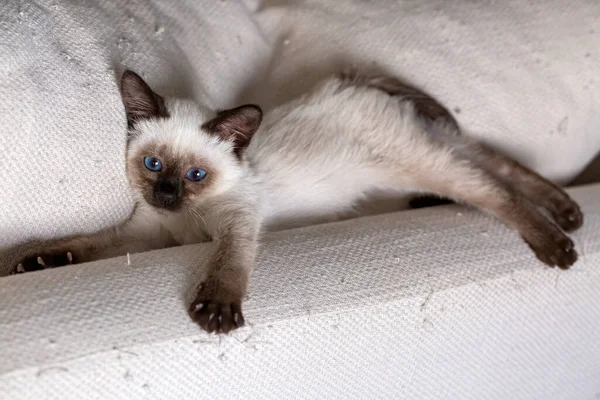 Cute Kitten Siamese Cat Indoor —  Fotos de Stock