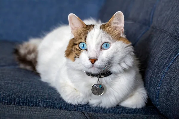 Pet Animal Blue Eyed Cat — 스톡 사진