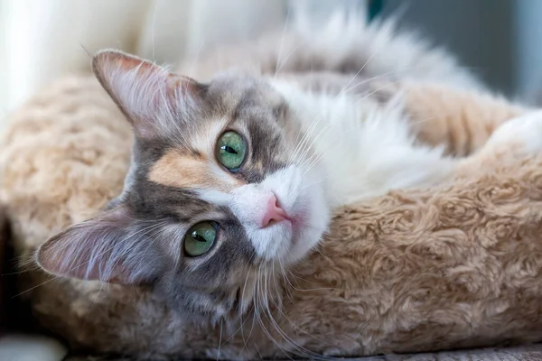 Pet animal; cute calico cat