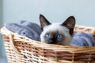 Cute kitten siamese cat indoor