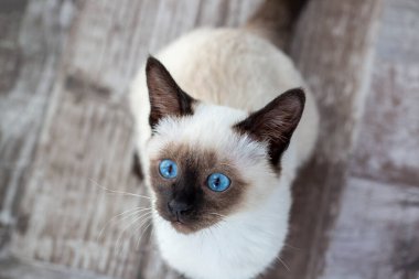 Cute kitten siamese cat indoor