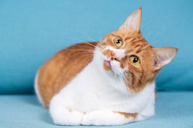 Cute yellow orange cat on the blue background