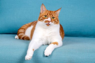 Cute yellow orange cat on the blue background