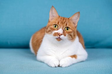 Cute yellow orange cat on the blue background