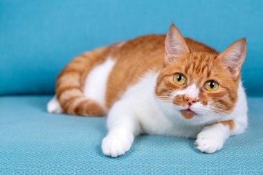 Cute yellow orange cat on the blue background