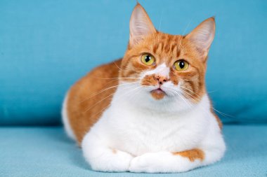 Cute yellow orange cat on the blue background