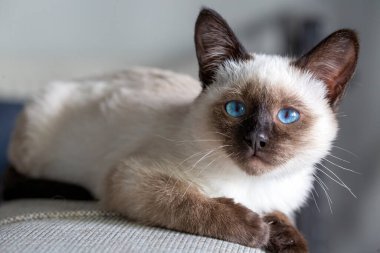 Cute kitten siamese cat indoor