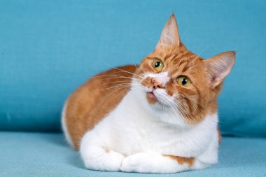 Cute yellow orange cat on the blue background