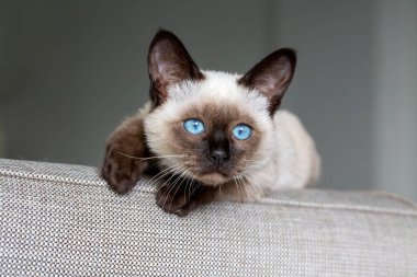 Cute kitten siamese cat indoor