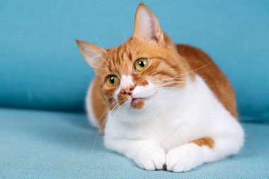 Cute yellow orange cat on the blue background