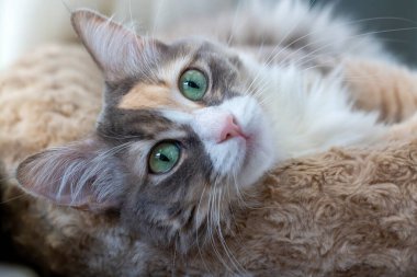 Pet animal, cute calico cat