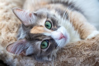 Pet animal, cute calico cat