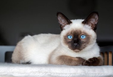 Cute kitten siamese cat indoor