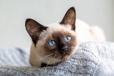 Cute kitten siamese cat indoor