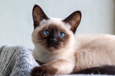 Cute kitten siamese cat indoor
