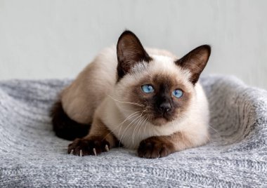 Cute kitten siamese cat indoor