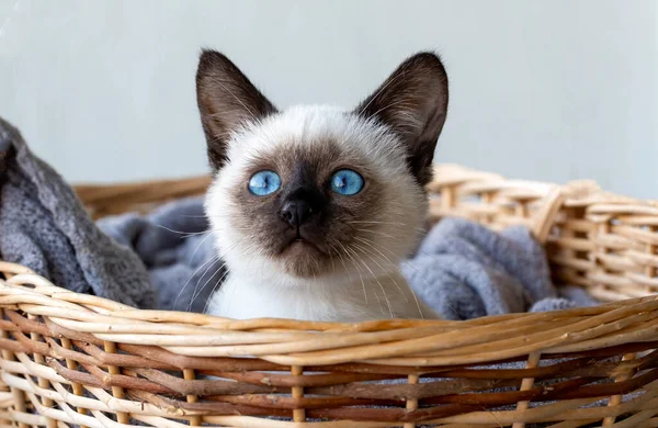 Cute Kitten Siamese Cat Indoor — Foto de Stock