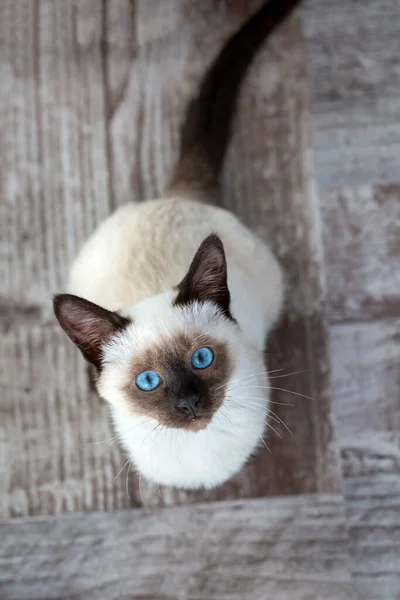 Симпатична Кошеня Сиамської Кішки Приміщенні — стокове фото