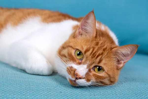 Cute Yellow Orange Cat Blue Background — Fotografia de Stock