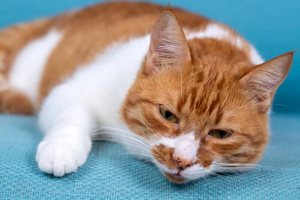 Cute Yellow Orange Cat Blue Background — Stock Fotó