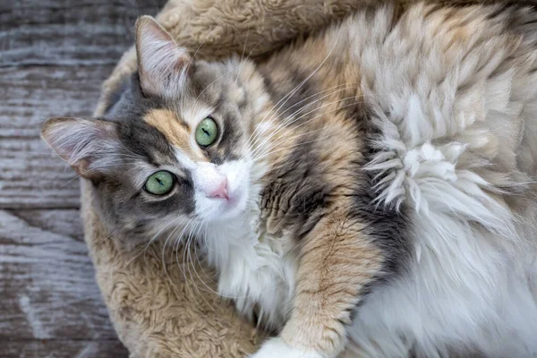 Pet Animal Cute Calico Cat — Foto Stock