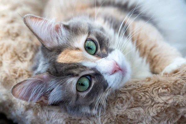 Pet animal, cute calico cat