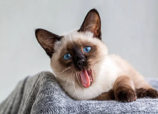 Cute Kitten Siamese Cat Indoor — ストック写真