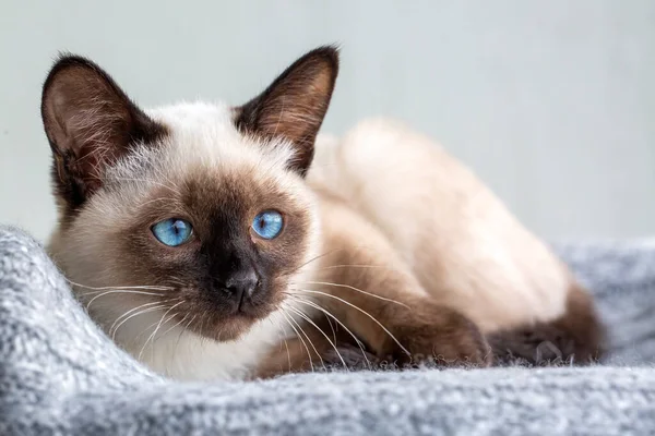 Cute Kitten Siamese Cat Indoor —  Fotos de Stock