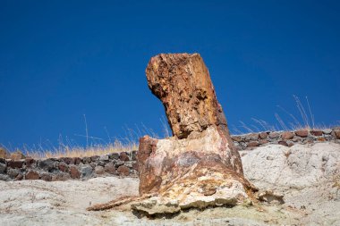 A fossilized tree trunk from the UNESCO Geopark 