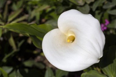 Zantedeschia Aethiopica Calla Arum Lily