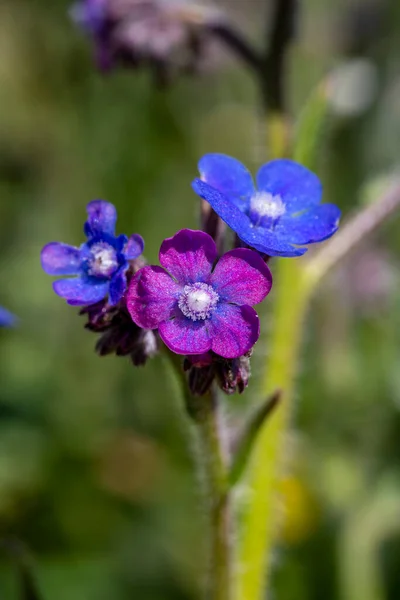 野生の花 Anchusa Italica — ストック写真