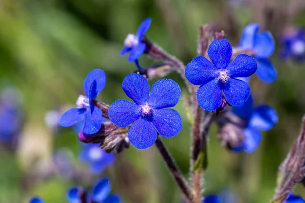 Flor Silvestre Nombre Científico Anchusa Italica —  Fotos de Stock