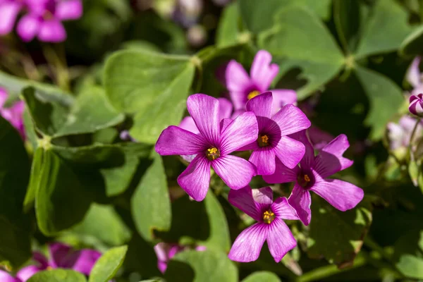 Yabani çiçek; Bilimsel isim; Oksalis debilis