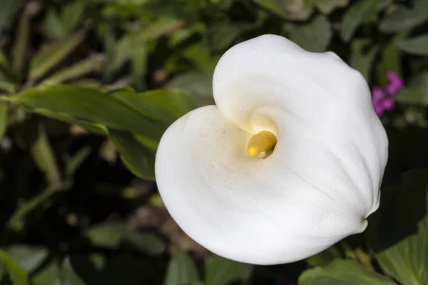 Zantedeschia Aethiopica Calla Arum Lily — Foto Stock