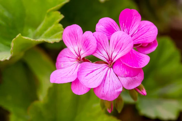 Roze Geranium Tuin — Stockfoto