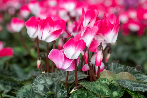 Bright Pink White Cyclamen Flowers Closeup Red Cyclamen Plant Sale — ストック写真