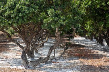 Mastic tree with mastic tears in Chios island, Greece. clipart