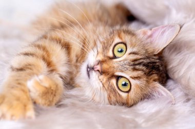 Kızıl uzun saçlı tekir kedi.