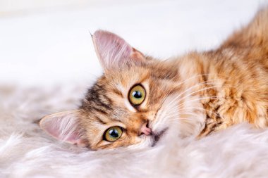 Kızıl uzun saçlı tekir kedi.