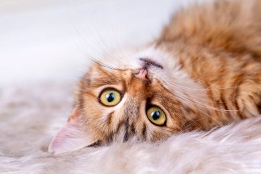 Kızıl uzun saçlı tekir kedi.