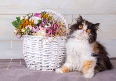 Şirin egzotik çinçilya İran calico uzun saç kedisi