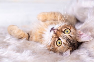 Kızıl uzun saçlı tekir kedi.